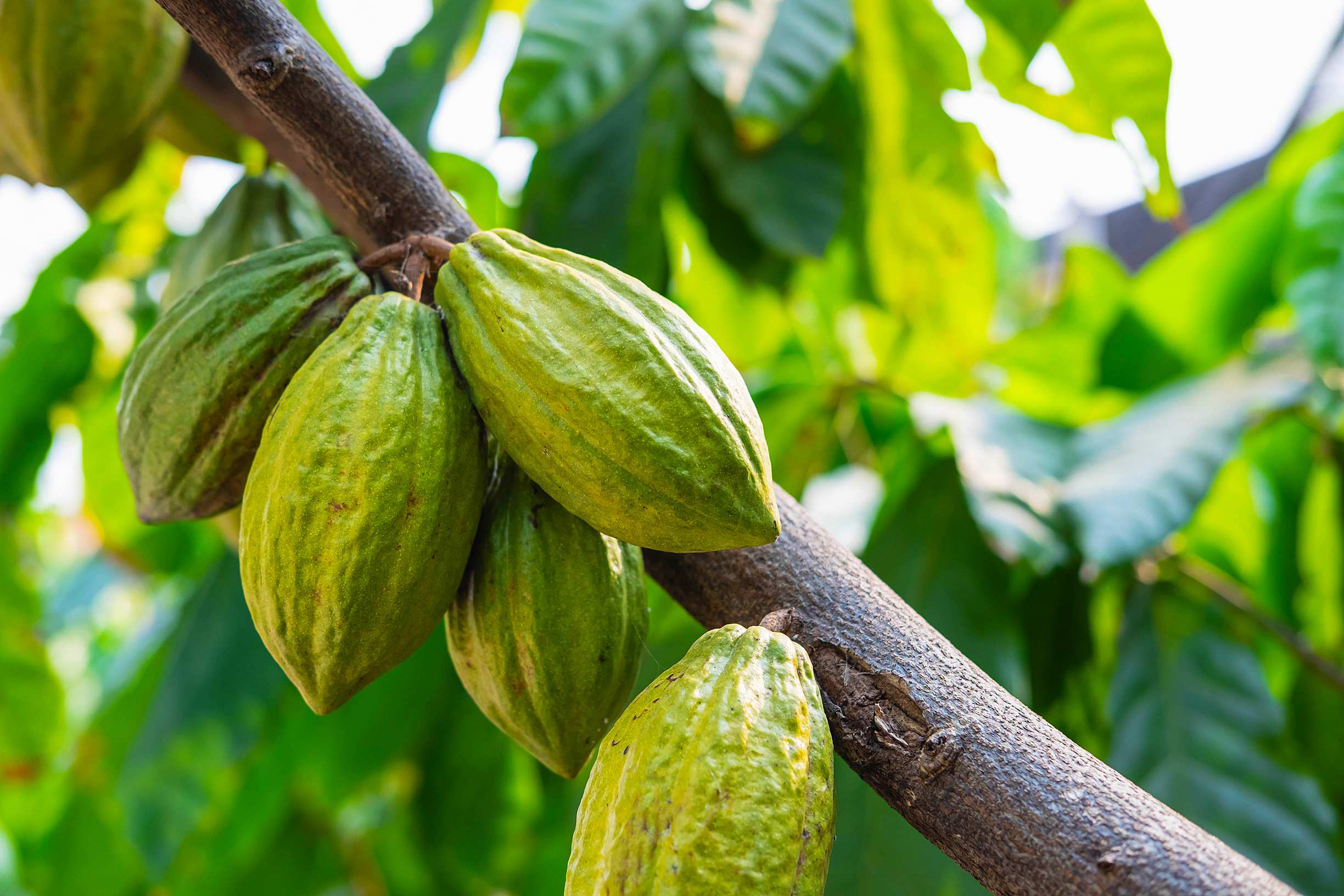 Cacao
